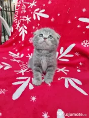 British scottish fold