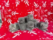 British scottish fold