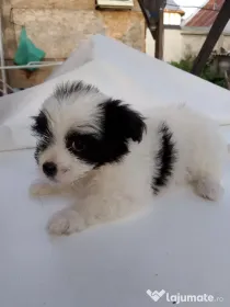 Metis bichon cu shih tzu, deparazitati