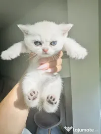 Pui de pisica British Shorthair Chincila Silver