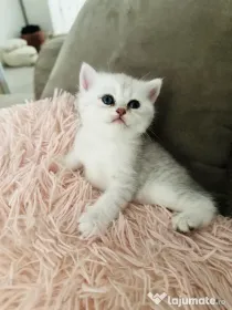 Pui de pisica British Shorthair Chincila Silver