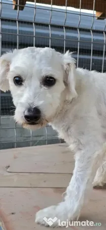 Bichon maltez mascul 1an