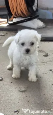 Bichon maltez mascul 1 an 
