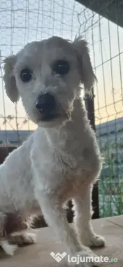 Bichon maltez mascul 1 an 