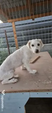 Bichon maltez mascul 1 an 