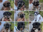 Urgent!!! sunt in pericol!!! catelusi pentru adoptie! 