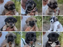 Urgent!!! sunt in pericol!!! catelusi pentru adoptie!