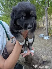 Urgent!!! sunt in pericol!!! catelusi pentru adoptie! 