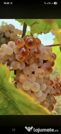vand struguri de vin