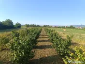 vând plantație alun de pădure și teren 