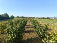 vând plantație alun de pădure și teren