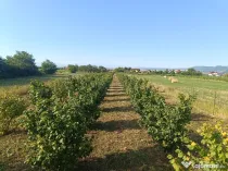 vând plantație alun de pădure și teren