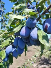 Prune de vanzare 