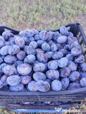 Prune de vanzare 