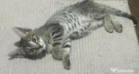 Donez pisicut spre adopție, tare jucaus și iubitor 