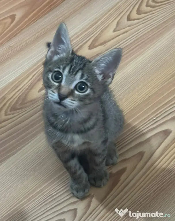 Donez pisicut spre adopție, tare jucaus și iubitor