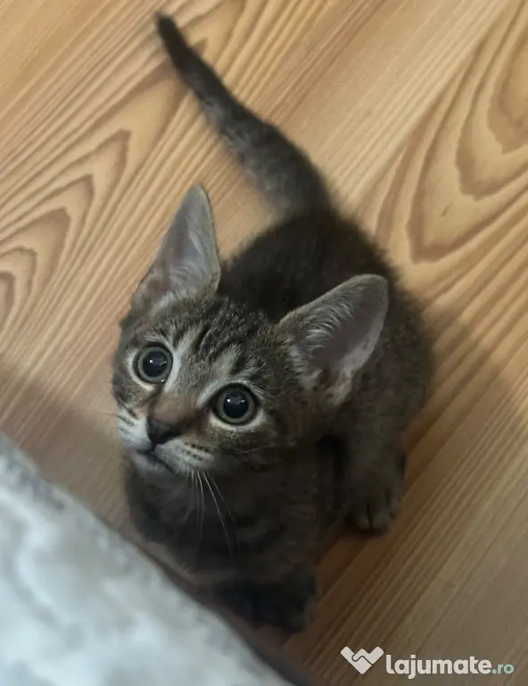 Donez pisicut spre adopție, tare jucaus și iubitor