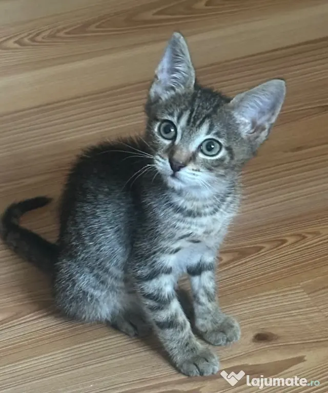 Donez pisicut spre adopție, tare jucaus și iubitor