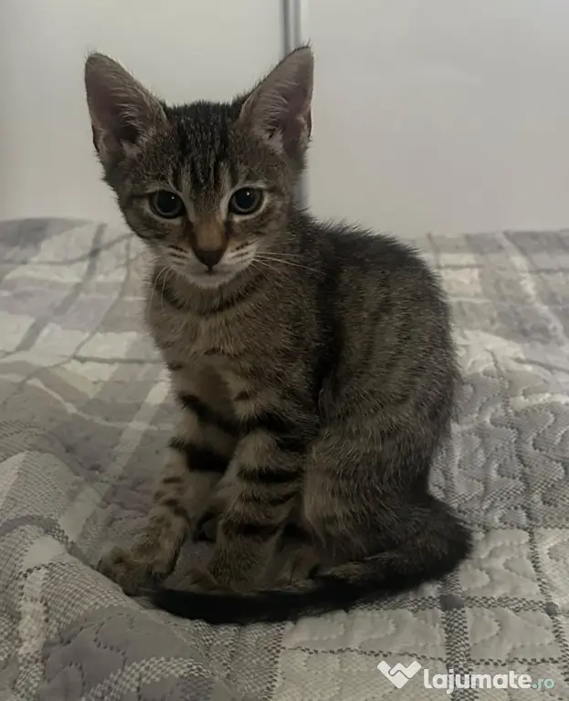 Donez pisicut spre adopție, tare jucaus și iubitor
