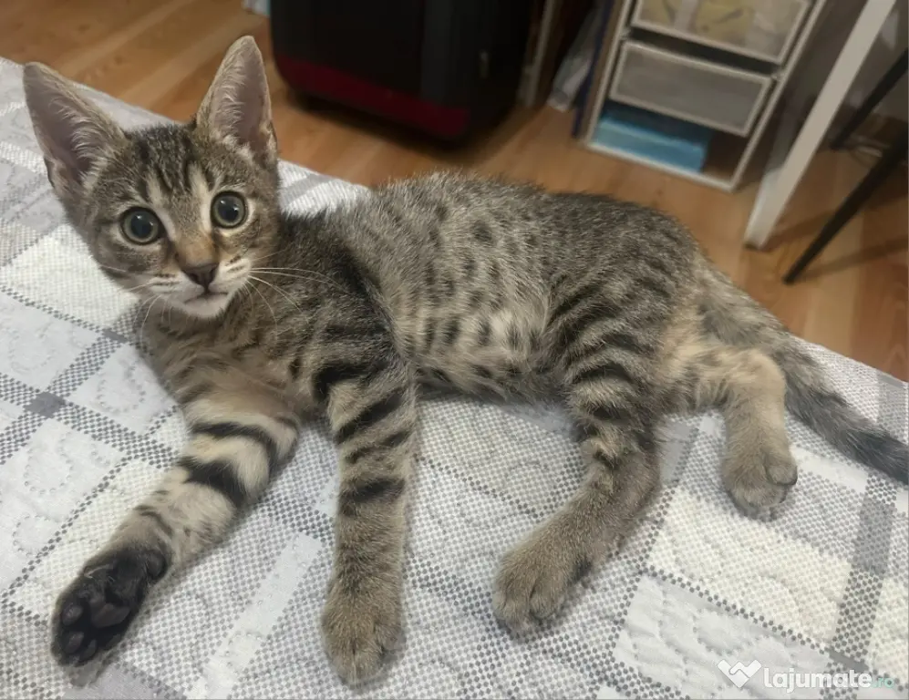 Donez pisicut spre adopție, tare jucaus și iubitor