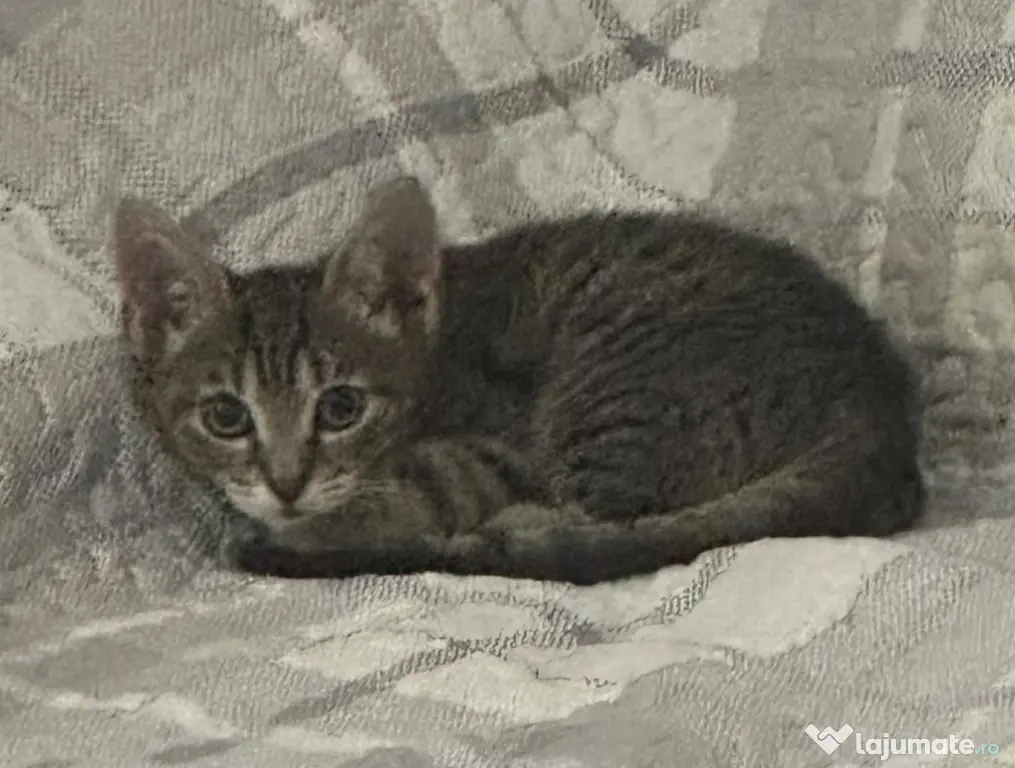 Donez pisicut spre adopție, tare jucaus și iubitor