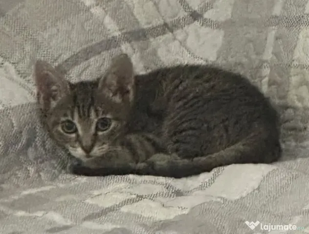 Donez pisicut spre adopție, tare jucaus și iubitor