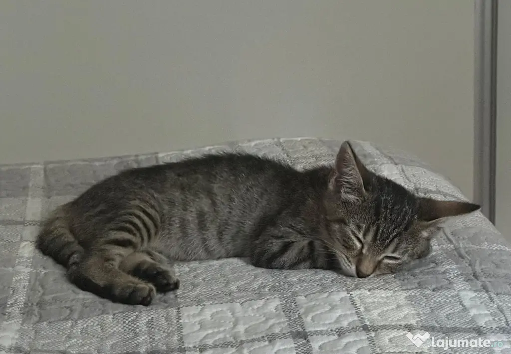 Donez pisicut spre adopție, tare jucaus și iubitor