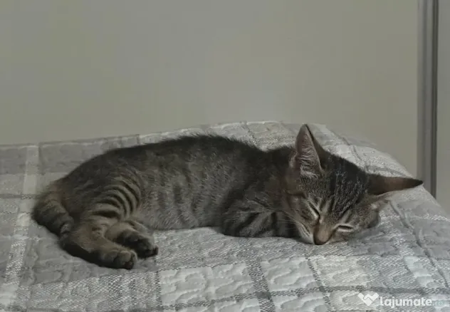Donez pisicut spre adopție, tare jucaus și iubitor