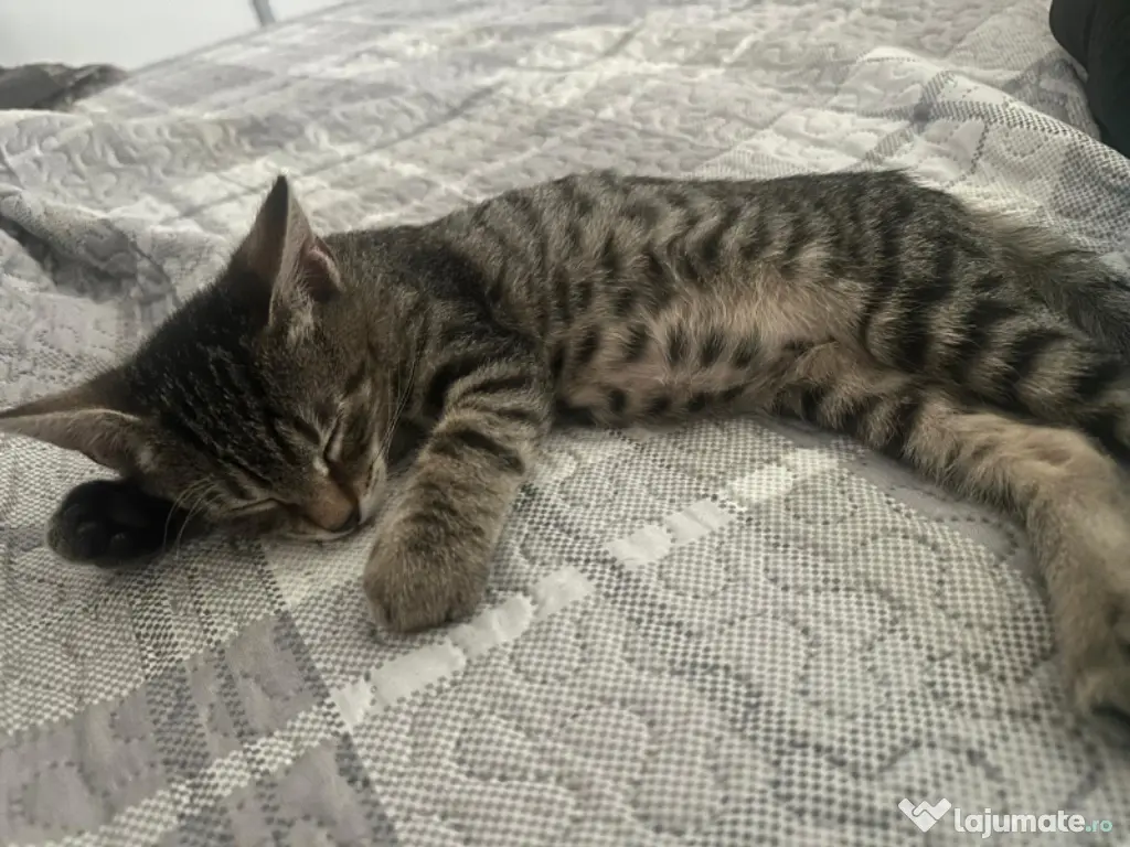 Donez pisicut spre adopție, tare jucaus și iubitor