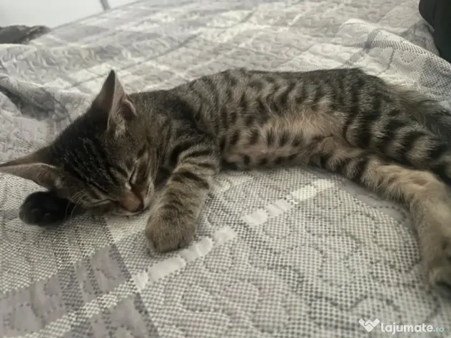 Donez pisicut spre adopție, tare jucaus și iubitor