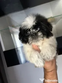 Pui shih tzu 2 luni