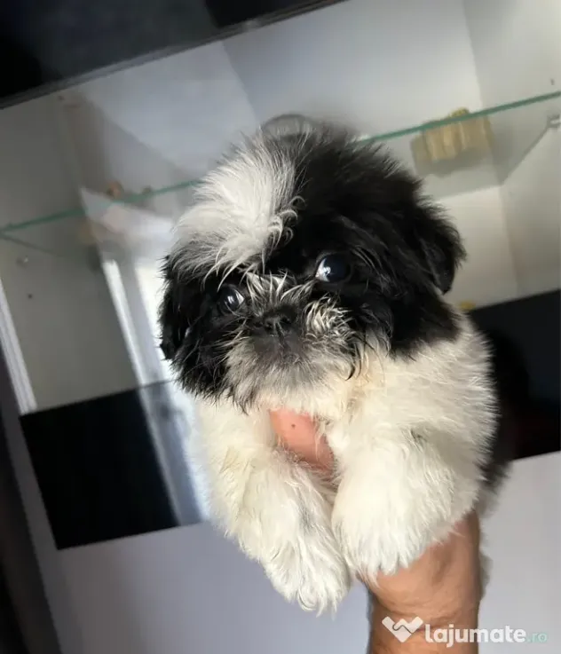 Pui shih tzu 2 luni