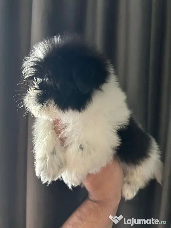 Pui shih tzu 2 luni