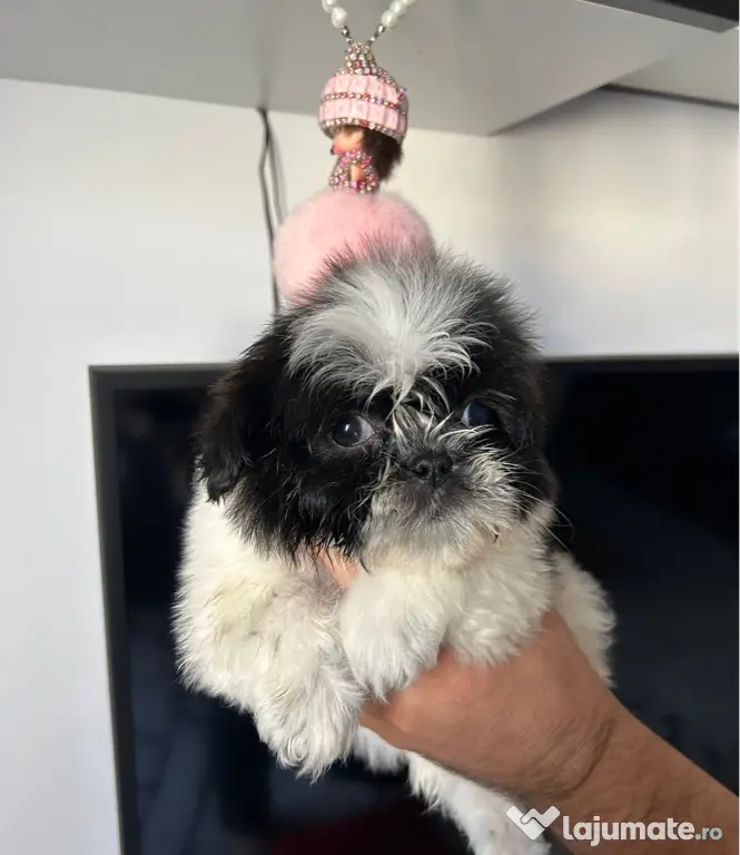 Pui shih tzu 2 luni