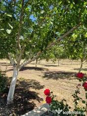 Nuci de vânzare în coajă – direct din livadă ecologică 