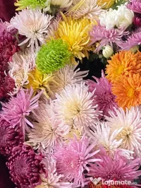 Am crizanteme de vânzare!!!! 
