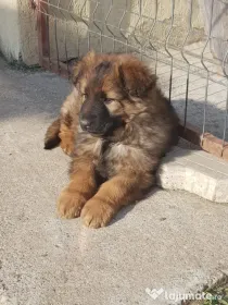 Catelusa ciobanesc german par lung