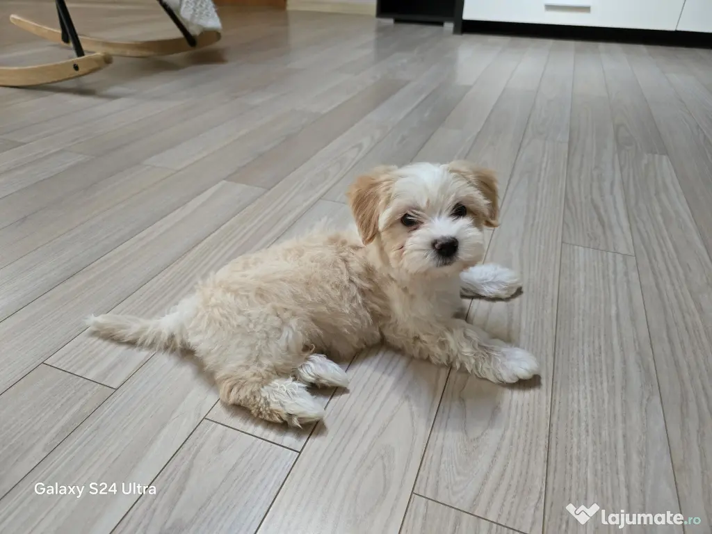 Maltipoo toy fetita