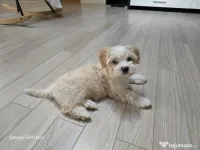 Maltipoo toy fetita 