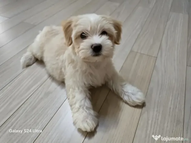 Maltipoo toy fetita