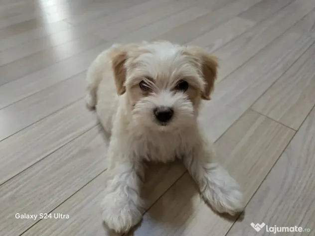 Maltipoo toy fetita