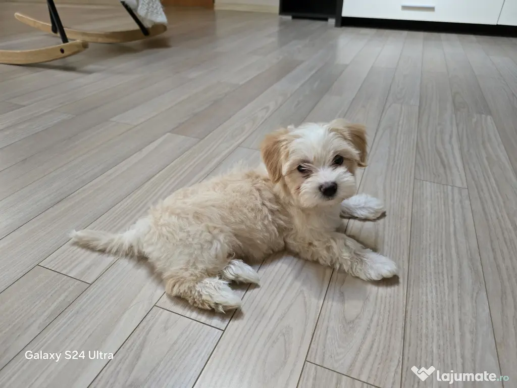 Maltipoo toy fetita