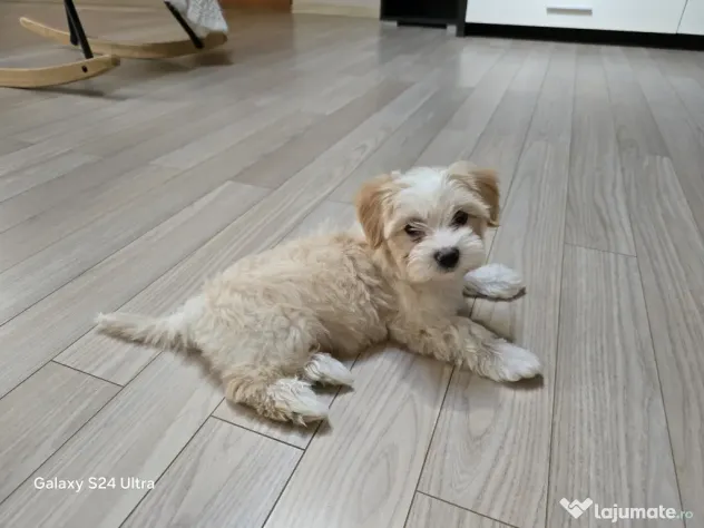 Maltipoo toy fetita