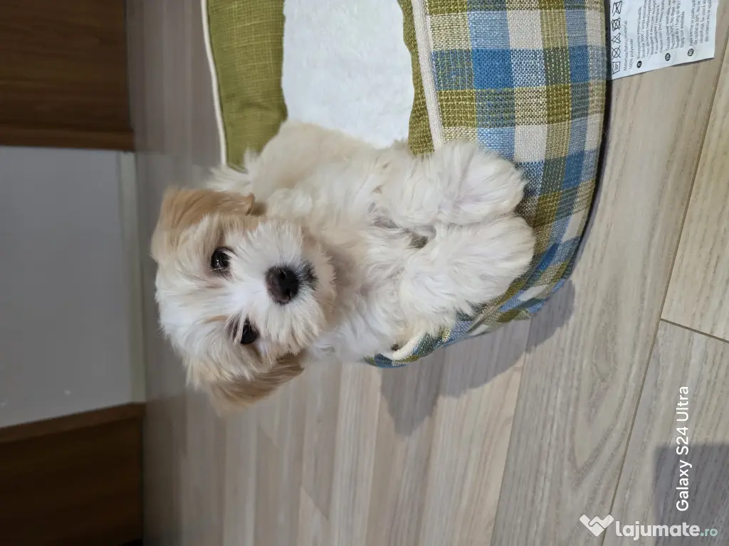 Maltipoo toy fetita