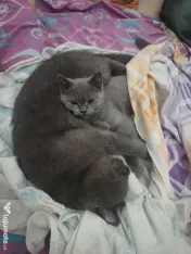 British shorthair blue 