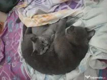 British shorthair blue