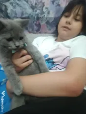 British shorthair blue 