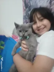 British shorthair blue 