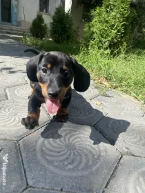 Catel teckel zona Iasi
