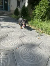 Catel teckel zona Iasi 